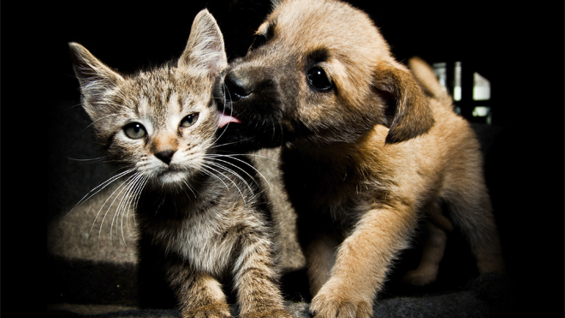 Puppy kitty lick, kiss and love