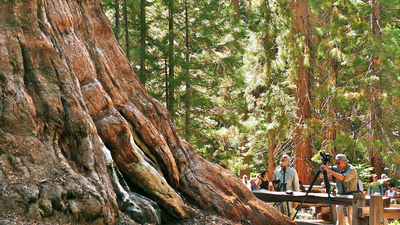 Sequoia Redwood tree 