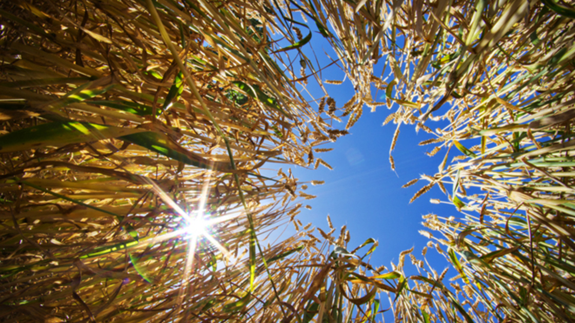 Photo of grain ready for spring harvest, an important part to the symbolism of Pentecost.