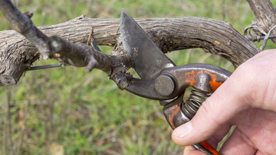 Pruning grape vine 