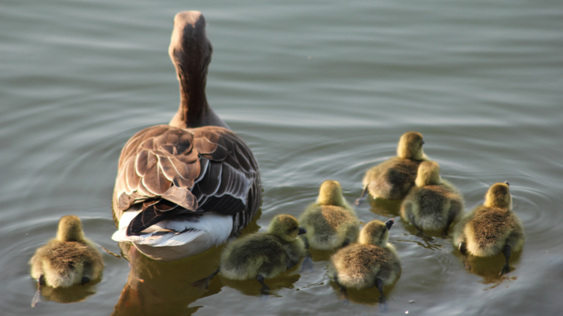 Mother duck with ducklings