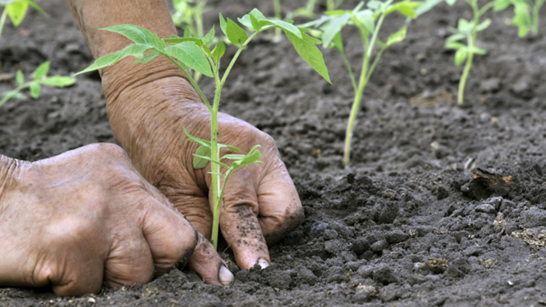 planting a tomato seedling