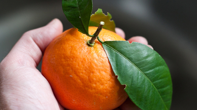 freshly picked orange