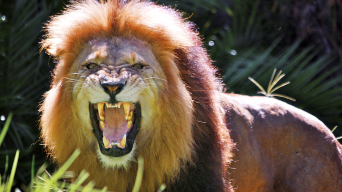 Male lion roaring