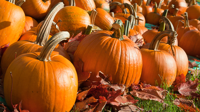 16x9 (What's so Hallowed" about Halloween?)
Field of ripe pumpkins amidst fallen leaves on a sunny day. Horizontal shot.