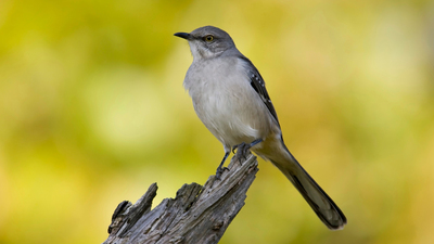 16x9 (Mockingbird)
Northern Mockingbird (Mimus polyglottos)