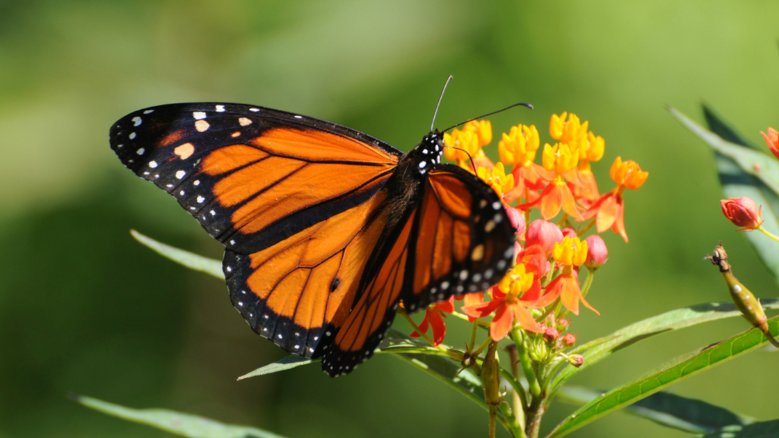 16x9(Tiny Wings)
Monarch butterfly, Danaus plexippus, on feeding on butterfly weed, Asclepias tuberosa. Coral Gables, Florida, USA.