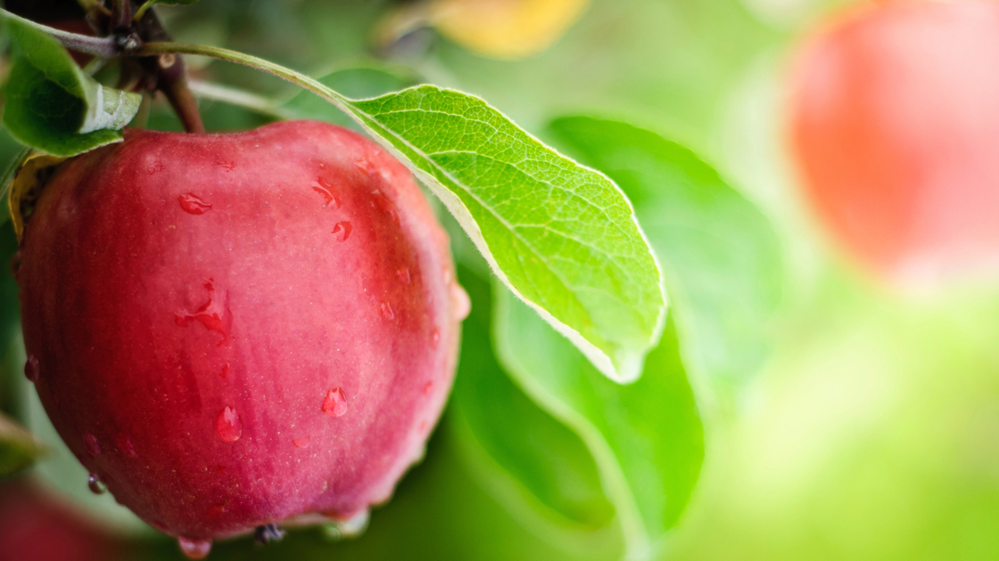 Apple on branch