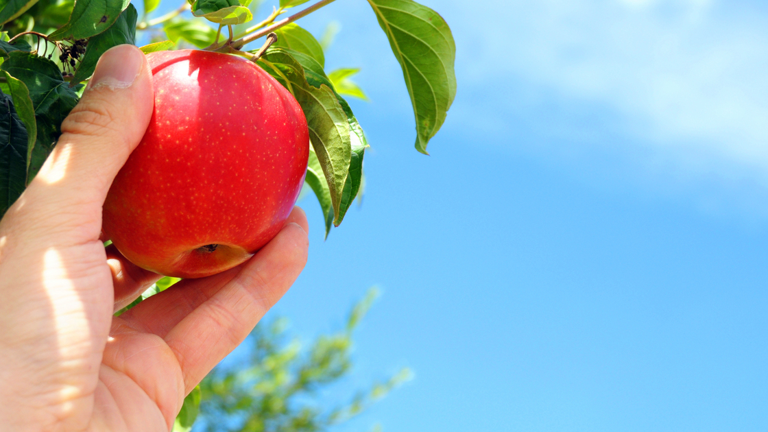 picking red apple from a tree in summer