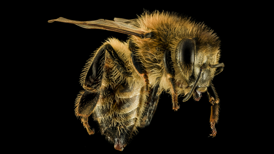 A Honeybee