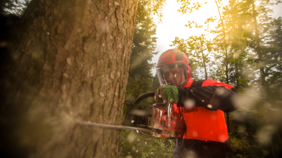 Man wearing protective workwear and cutting tree by using chainsaw in forest.