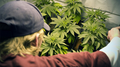 Young man tends to a batch of marijuana plants.