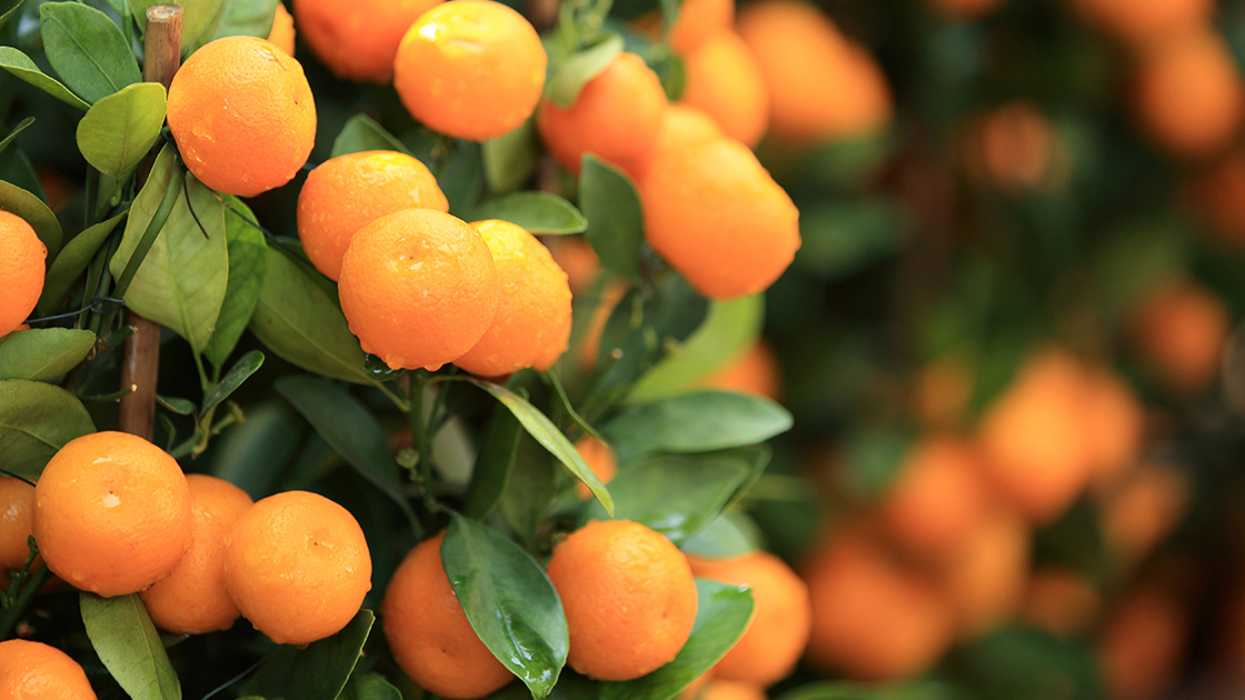 citrus oranges for a happy chinese new year,meaning fortune,good luck,happiness for the coming new year