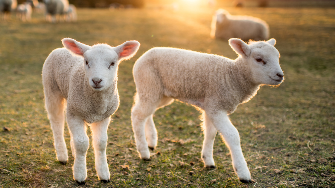 Easter Lambs