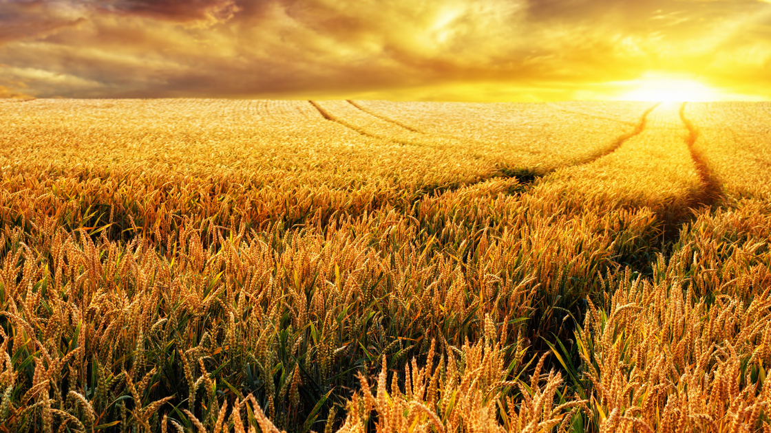 Dreamy sunset on a gold wheat field with tracks leading to the sun, focus on the foreground plants