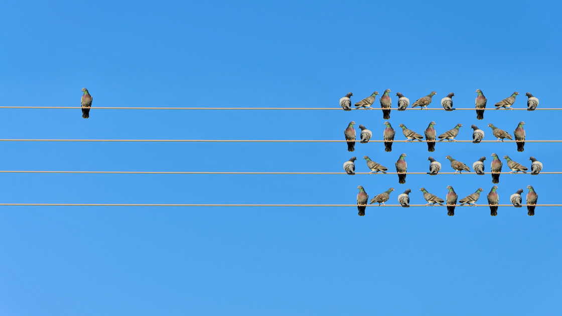 Individuality concept, birds on a wire 