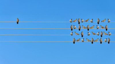 Individuality concept, birds on a wire 