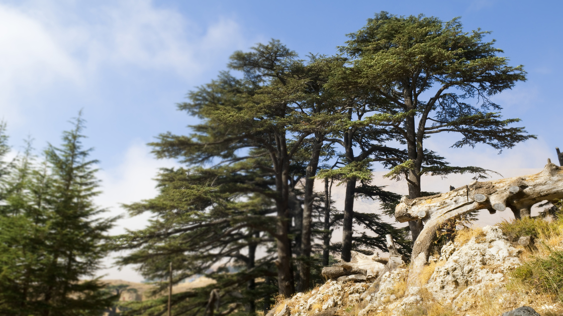 Cedar trees, part of an old growth forest several kilometers uphill from Bcharre, Lebanon