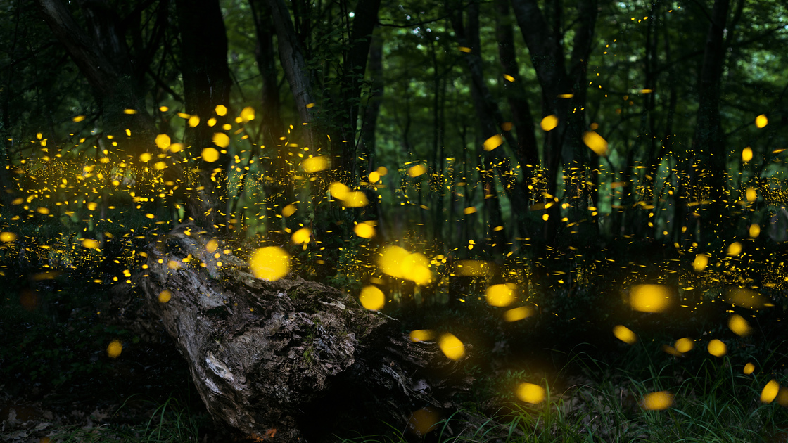Night in the forest with fireflies 