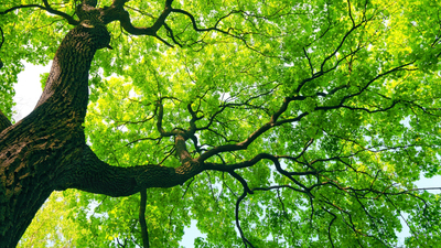 mighty old tree with green spring leaves