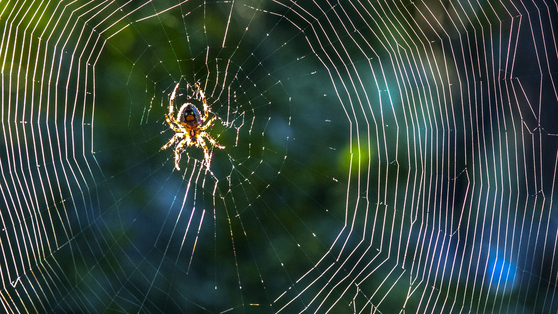 close up:spider on net in sunshine