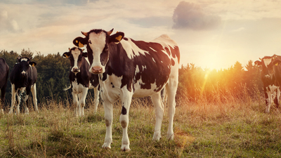 Cows in green field at sunset