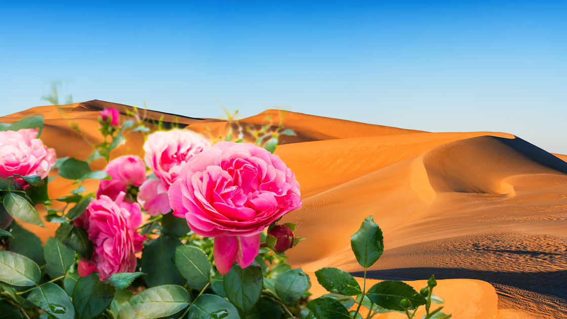 Sand dunes on Libyan Desert. The Sahara Desert is the world's largest hot desert.