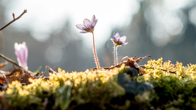 Close up Bare Hand of a Man Covering Small Flowers at the Garden with Sunlight Between Fingers.