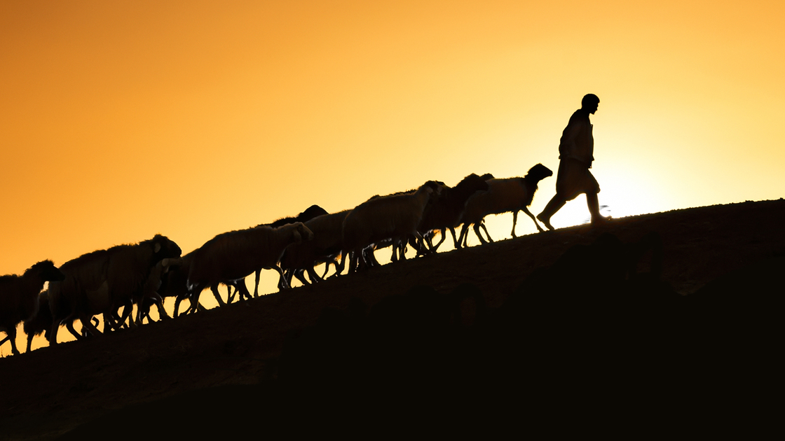 Shepherd leading his goats and sheep at sunset time