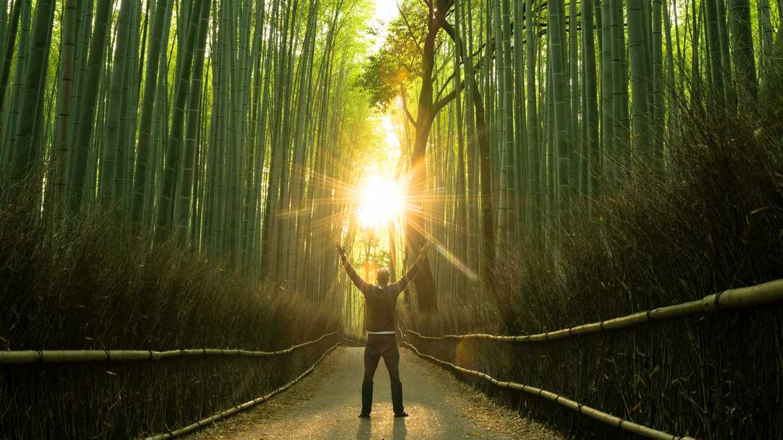 Rejoicing in a stunning natural bamboo forest at sunrise. Stock image with the cocepts of success, winning, joy, nature, environment, spirituality and religion.