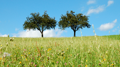 summer in the country: two apple trees in the meadow on a bright sunny day. blue sky and white clouds in the back.