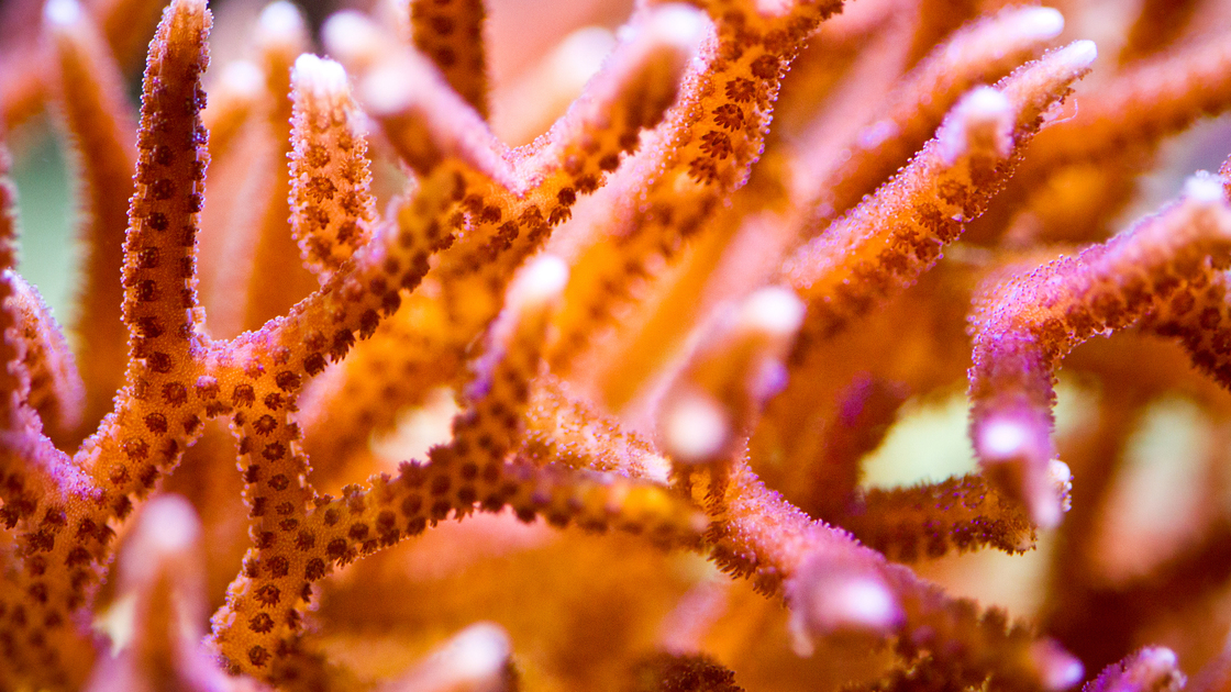 Coral Macro