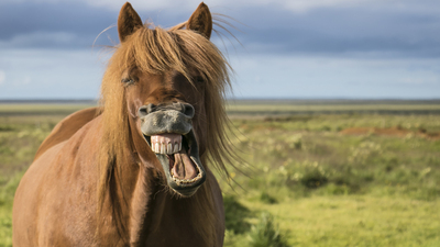 Horses Mouth