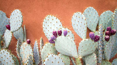 Textured adobe wall and prickly pear cactus, close up. Shot in New Mexico.