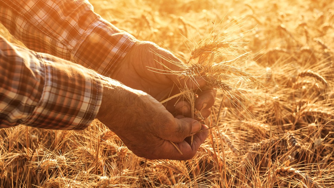 Close up of hands examining wheat growth