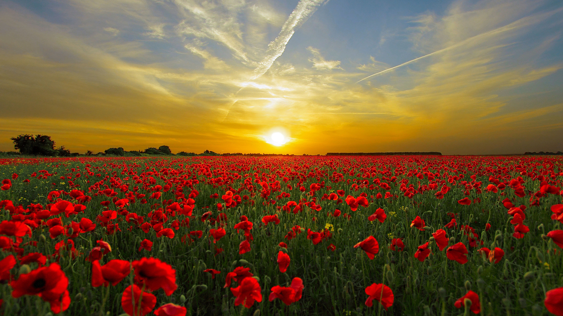 Poppy field