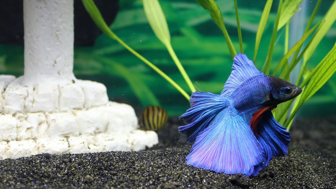 Aquatic Flamenco Freshwater Betta