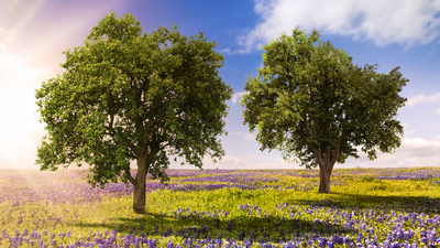 Bluebonnet Fields in Palmer, TX