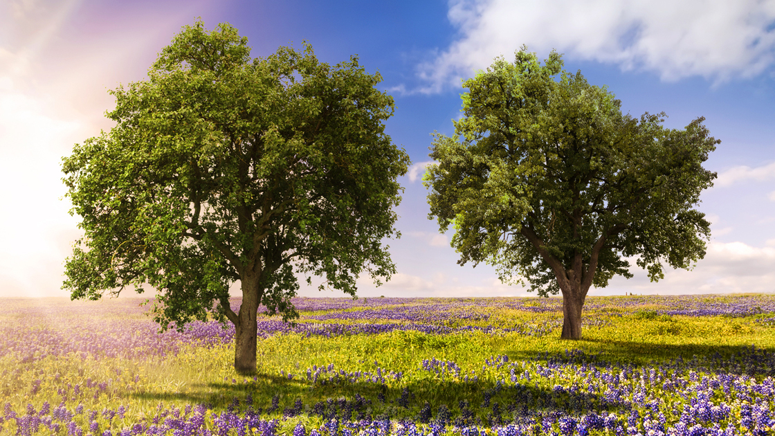 Bluebonnet Fields in Palmer, TX