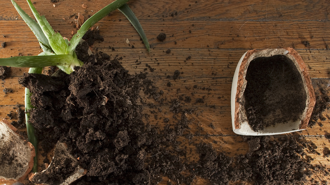 a broken clay pot with spilled soil and plant while a defiant cat looks on.