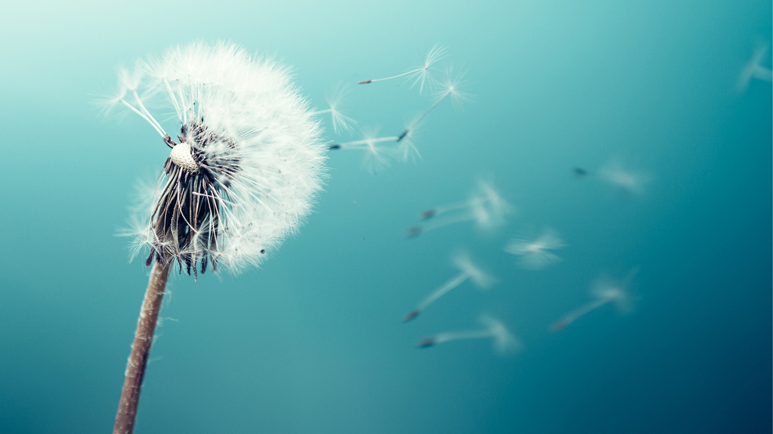 Dandelion seeds flying in the wind.