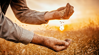 Farmer holding grain in sunset