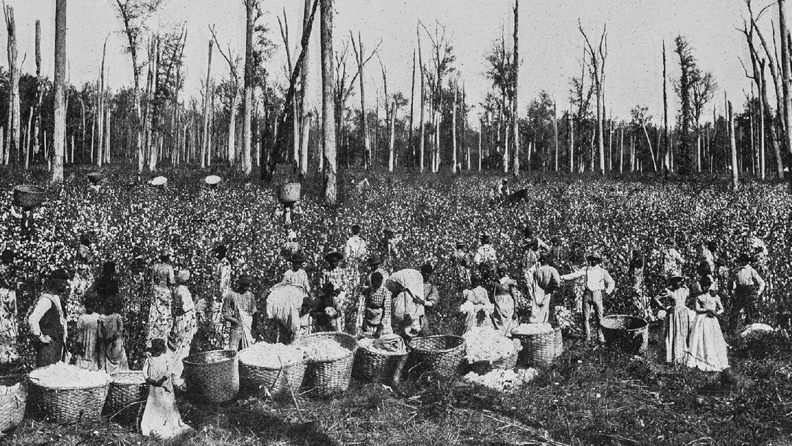 Antique historical photographs from the US Navy and Army: Cotton Field