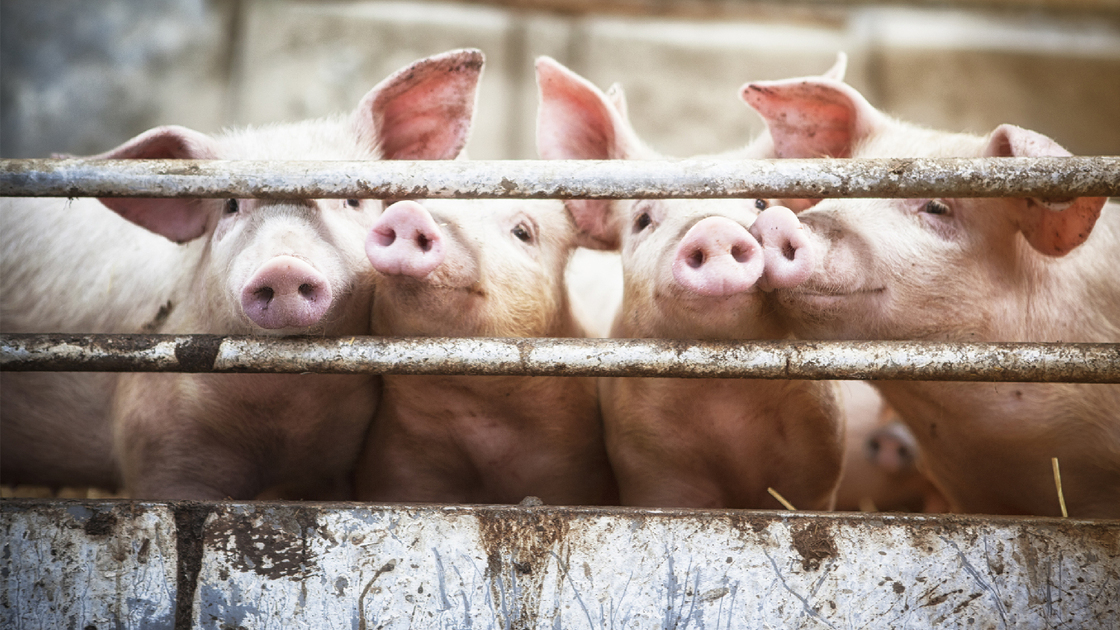 Happy pigs living  on organic ecological farm in Denmark..