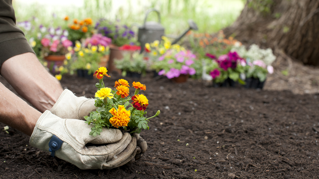 Man gardening holding Marigold flowers in his hands with copy space