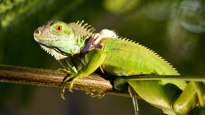 210111-Iguana-iStock-183017766.jpg