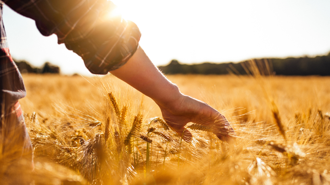 Man touches wheat as he walks by in a field. (for Pentecost)