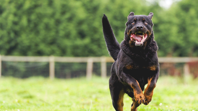 Large fierce dog approaching at speed