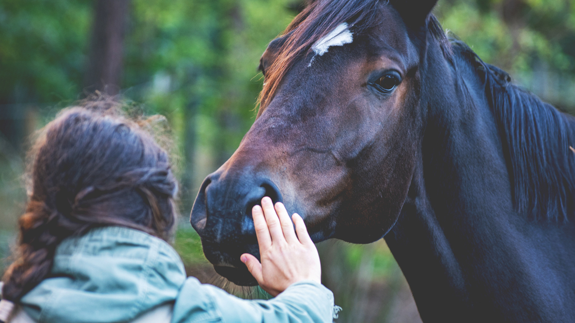 Horse and girl.