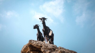 two goats on a cliff